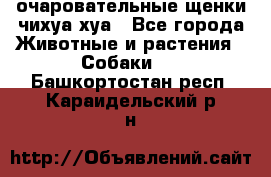 очаровательные щенки чихуа-хуа - Все города Животные и растения » Собаки   . Башкортостан респ.,Караидельский р-н